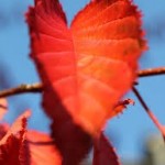 C__Data_Users_DefApps_AppData_INTERNETEXPLORER_Temp_Saved Images_imagesNHM1M2BU