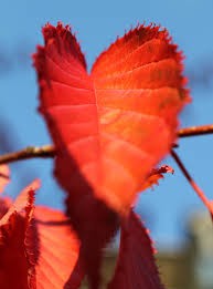 C__Data_Users_DefApps_AppData_INTERNETEXPLORER_Temp_Saved Images_imagesNHM1M2BU